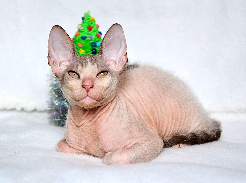 Sphynx Devon Rex