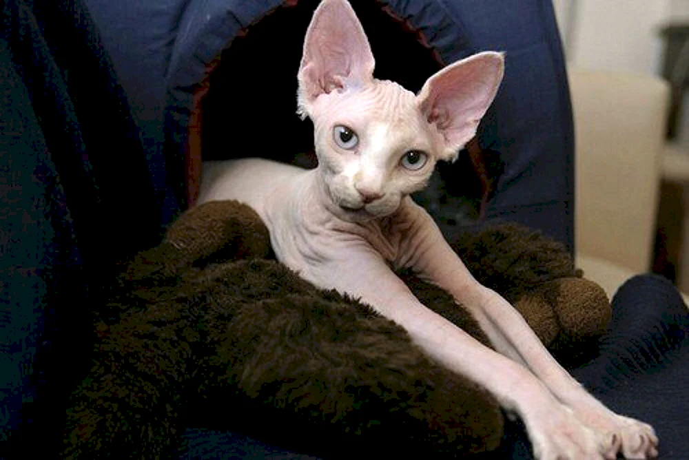 Don Sphynx Bras
