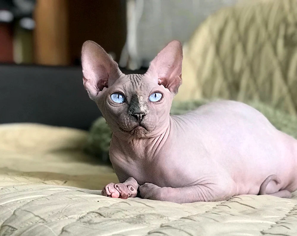 Sphynxkatze