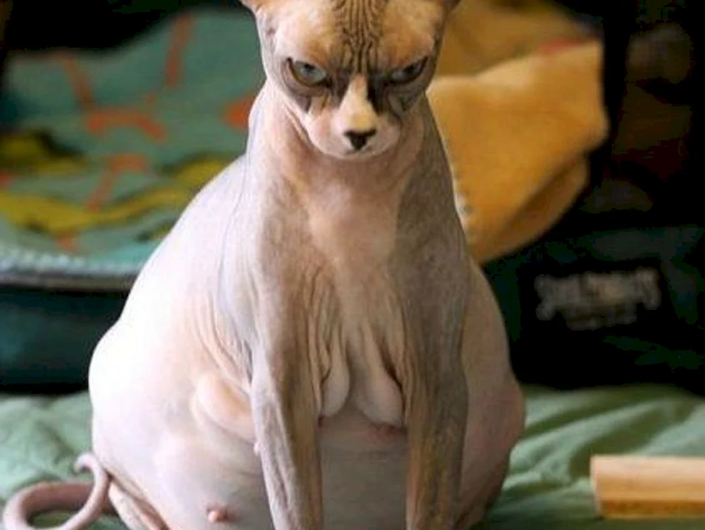 Sphynx Katze
