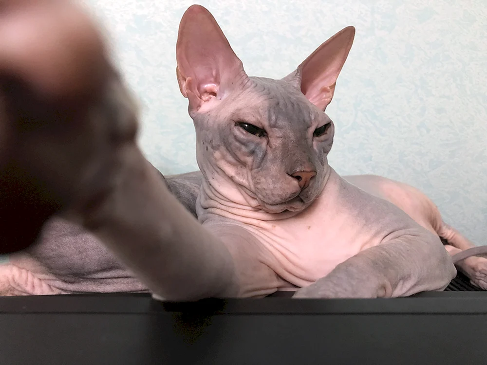 Don sphynx Katze wohlgenährte sphynx