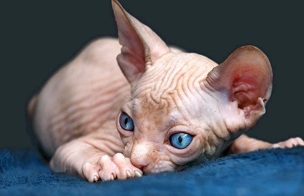 Sphynx Katzenrasse