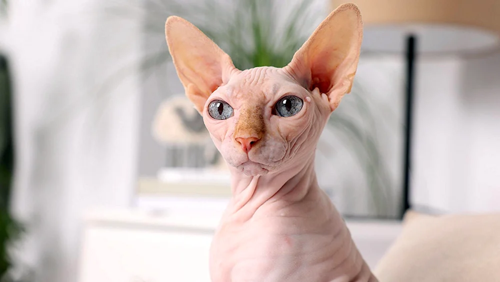 Sphynx Katzenrasse