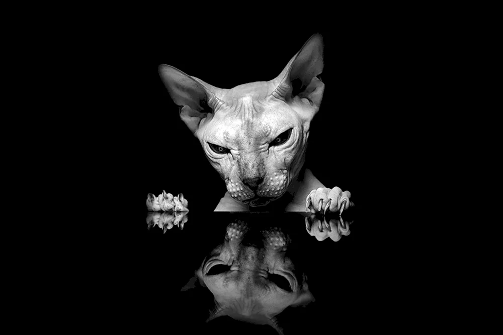 Sphynx Katze
