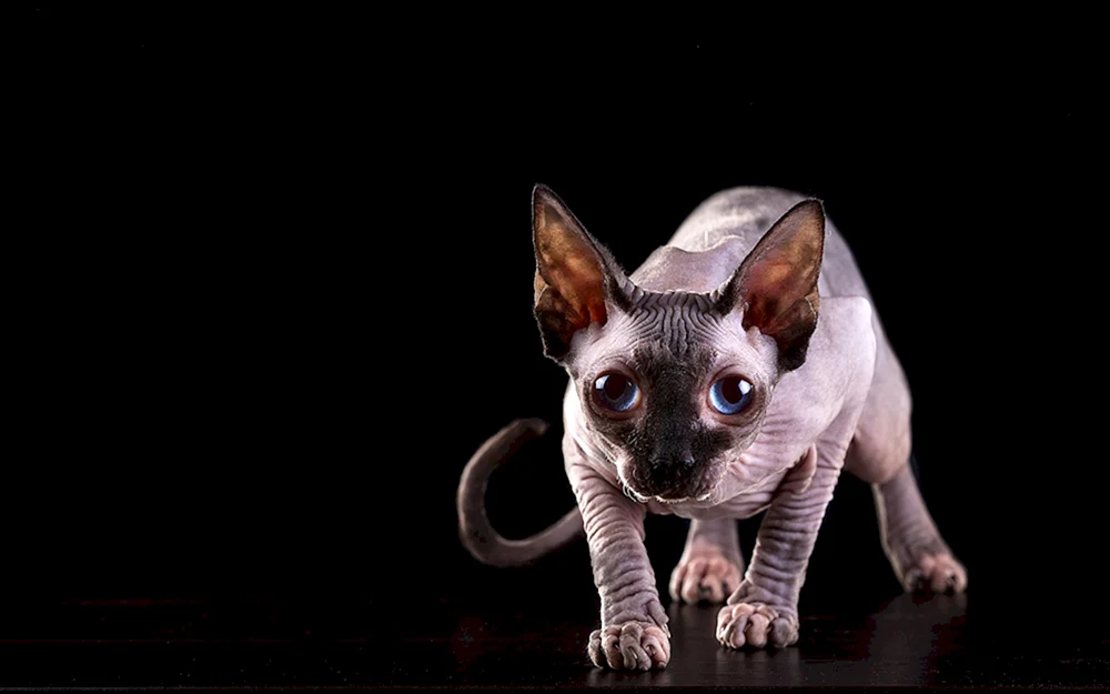 Kanadische Sphynx gestromt blau