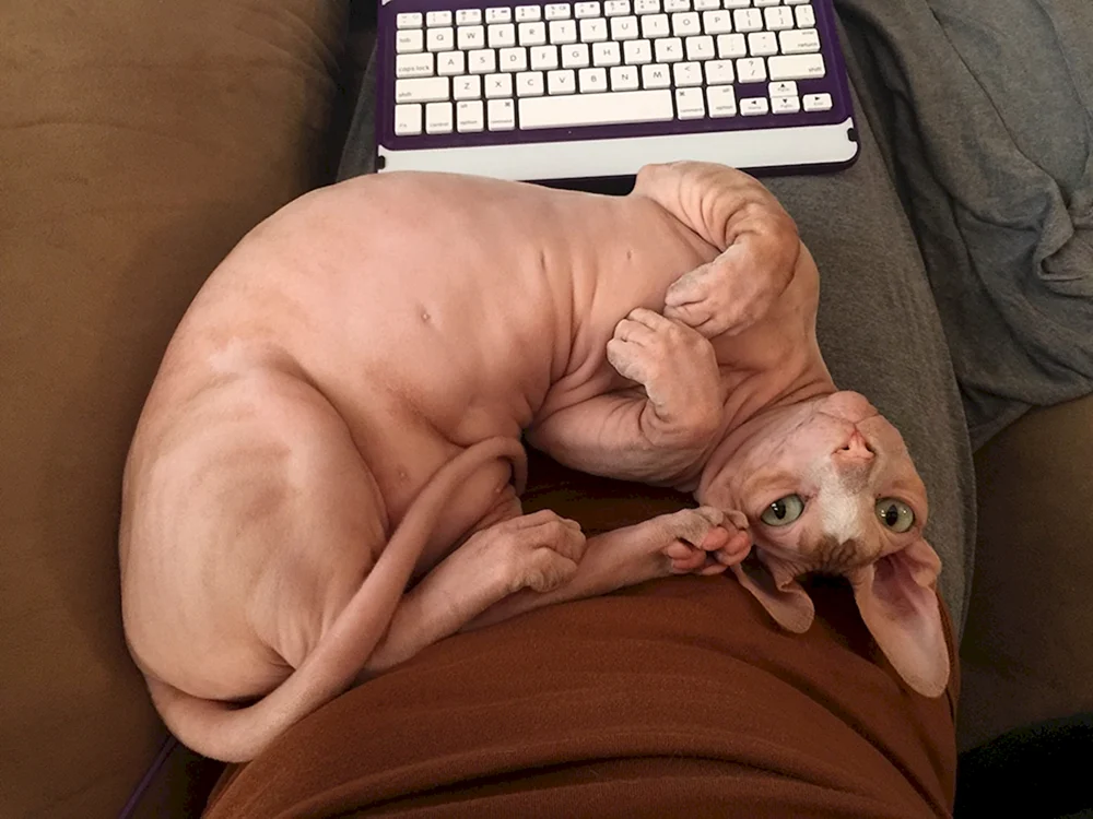 Sphynx Katze