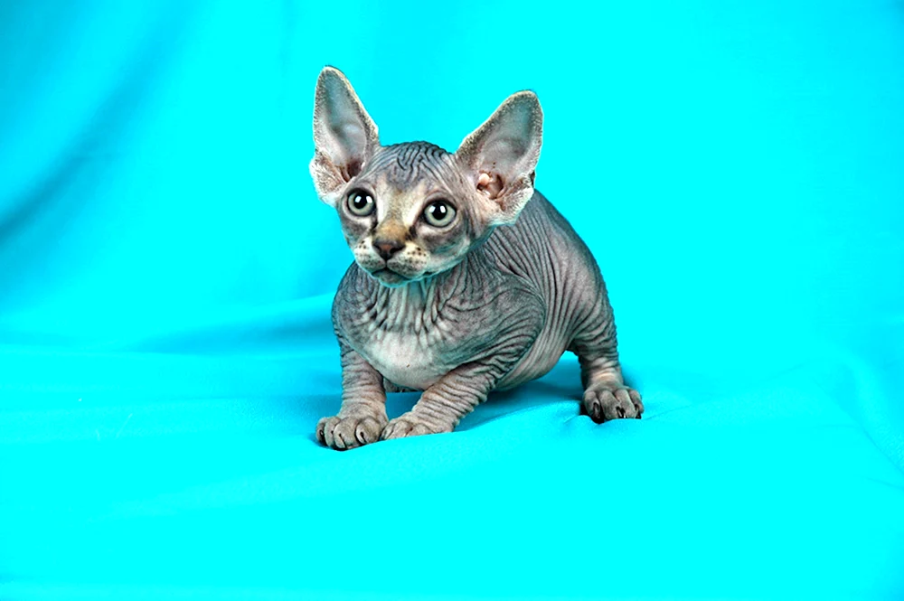 Sphynx Katze mit Fell