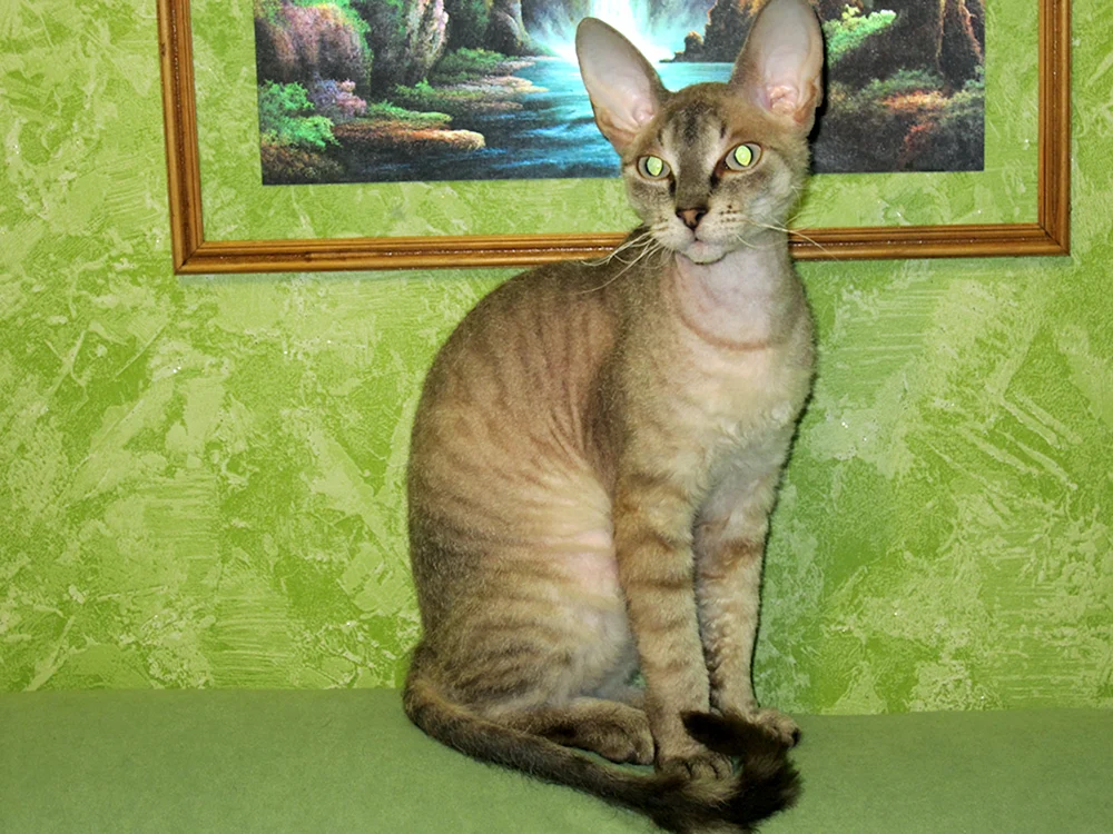 Kanadische Sphynx