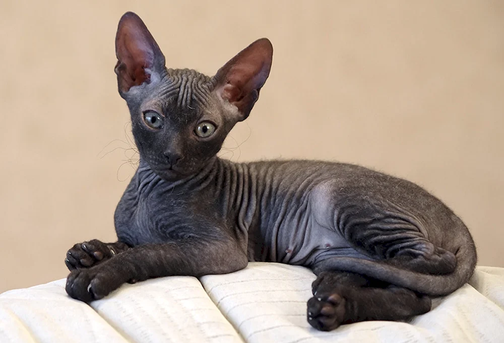 Kanadische sphynx schwarz