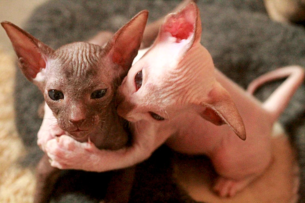 Sphynx Katzen. Peterbold