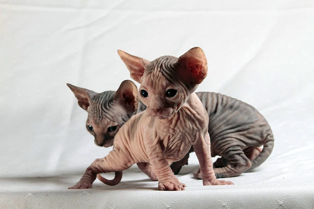 Katzen Sphynxe