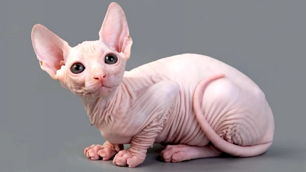 Sphynx-Katzenrasse