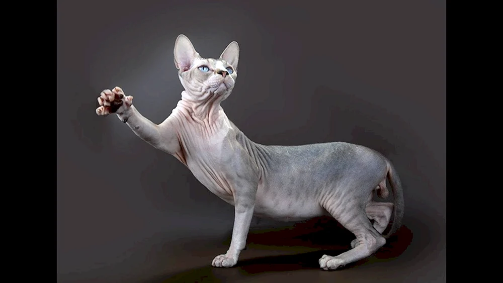 Kanadische Sphynx-Katze