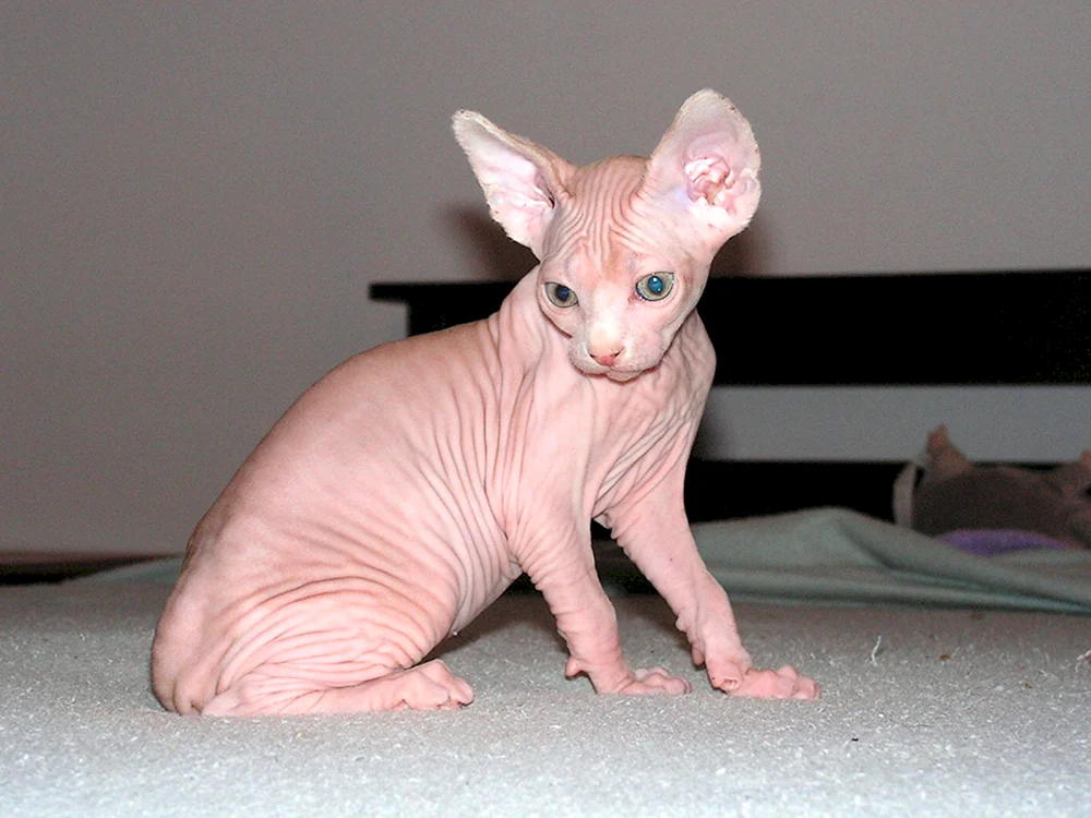 Sphynx-Katzenrasse