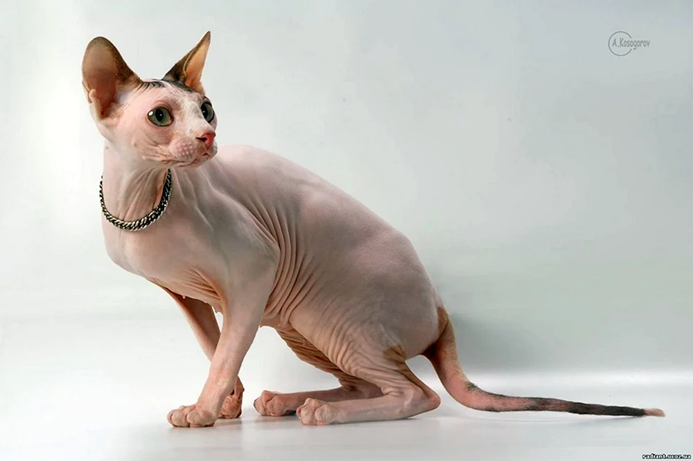 Sphynx-Katzenrasse Katze Don's Sphynx Katze