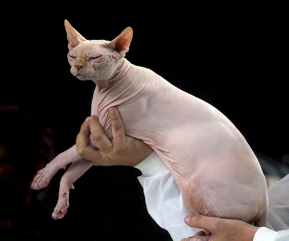 Don Sphynx Katze