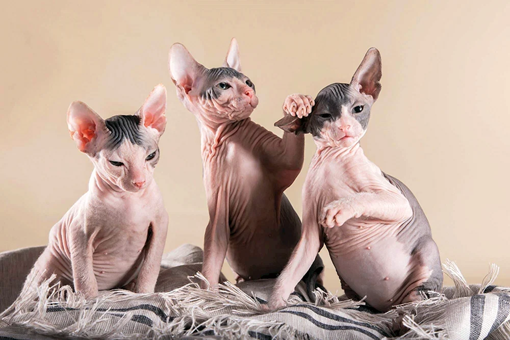 Sphynx Katze
