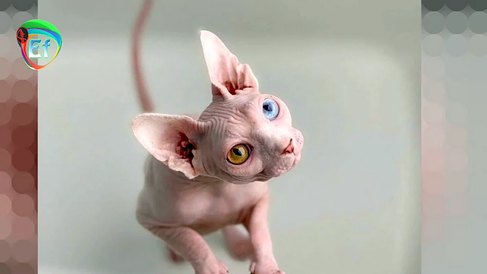 Sphynx Katzenrasse