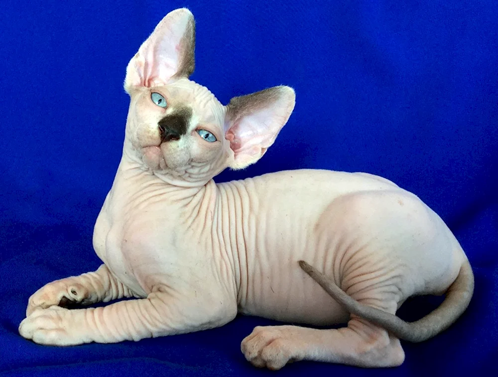 Sphynx Katzenrasse