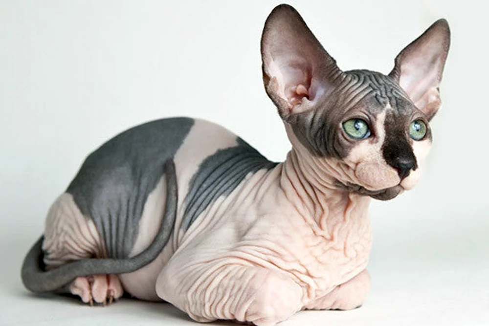 Sphynx Katzenrasse