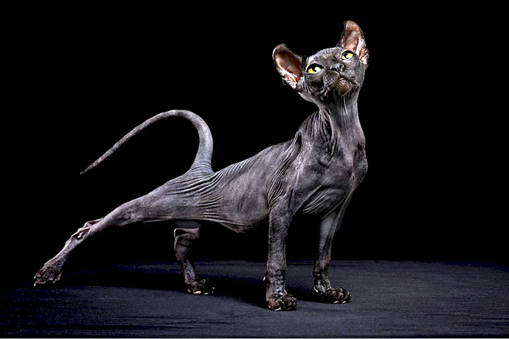 Schwarze sphynx Katze