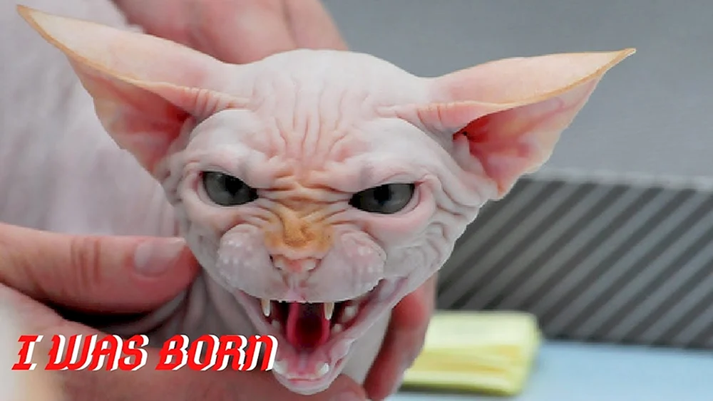 Sphynx-Katzenrasse
