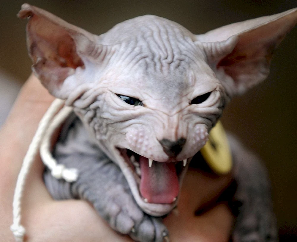 Cohona Sphynx