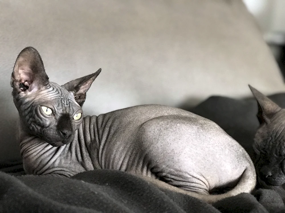 Sphynx Katze mit Fell
