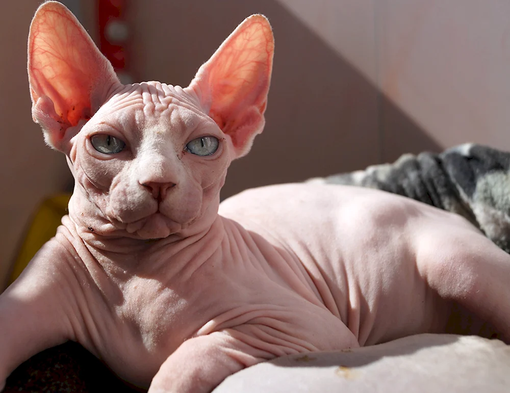 Don Sphynx Katzenrasse