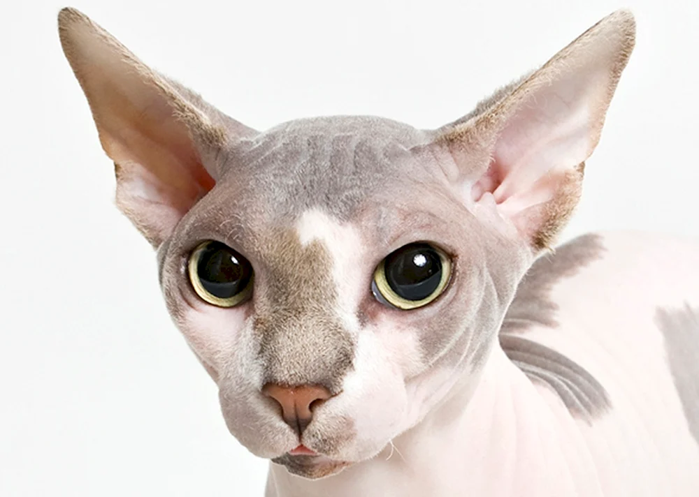 Sphynx Katzenrasse