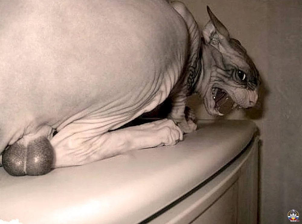 Sphynx-Katze knuddeln