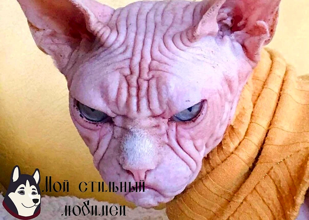 Mum sphynx