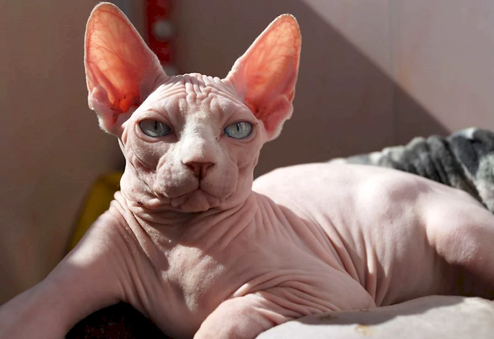 Sphynx Katzenrasse