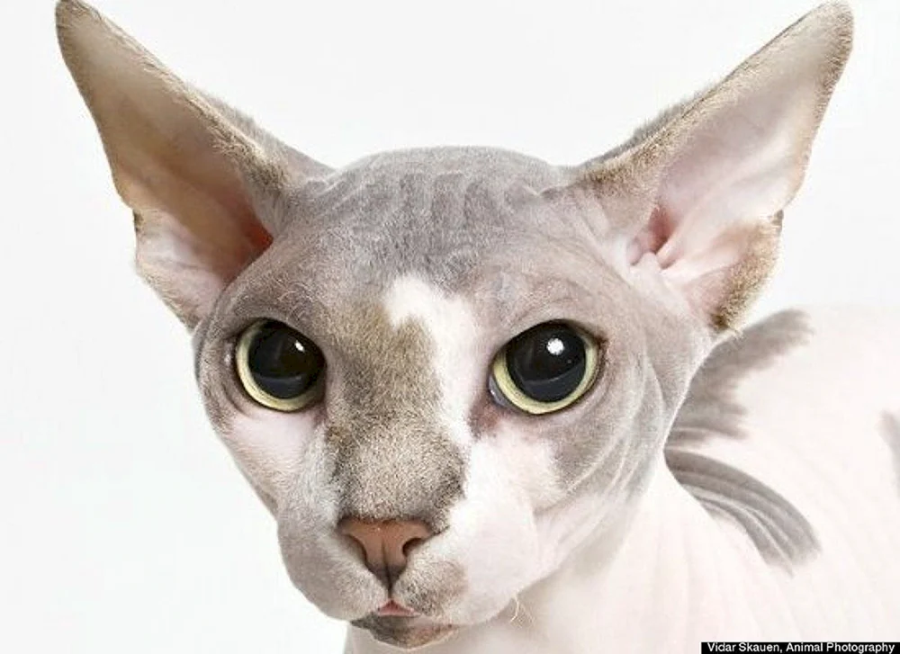 Cornish Rex Katze
