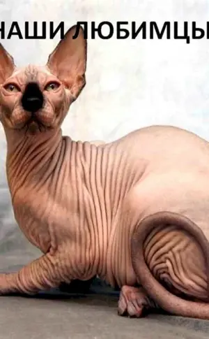 Sphynx-Katzenrasse