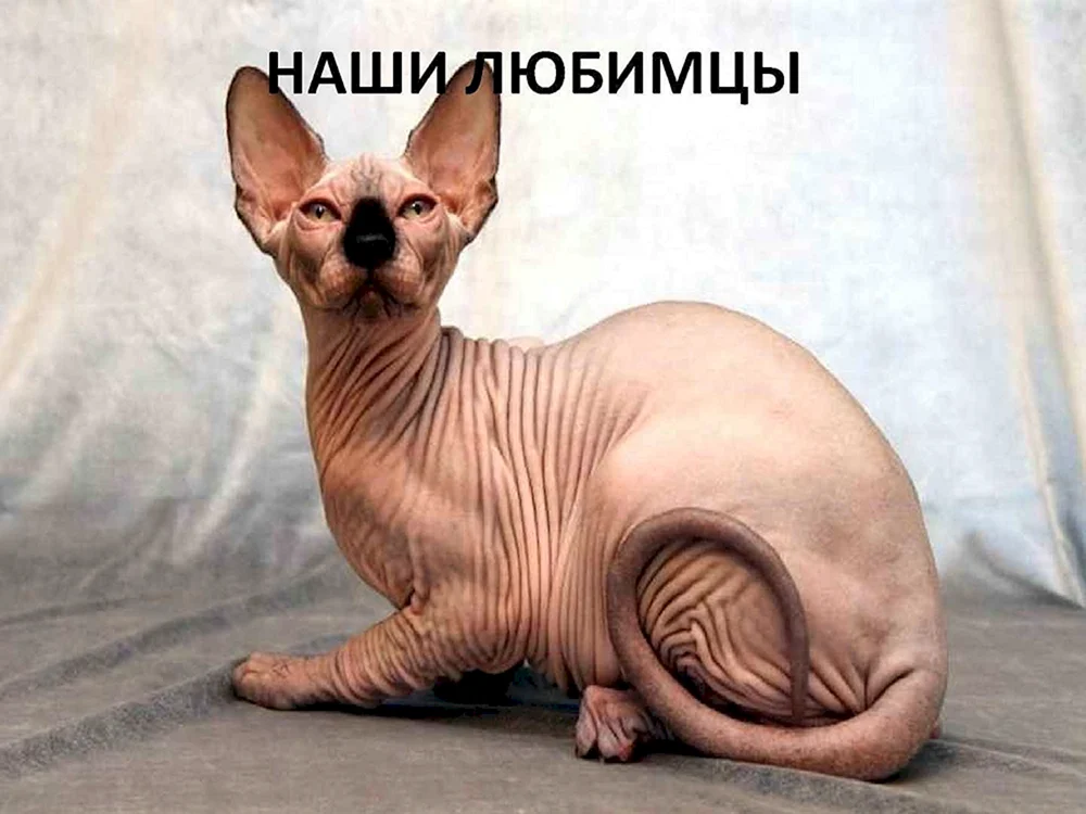 Sphynx-Katzenrasse