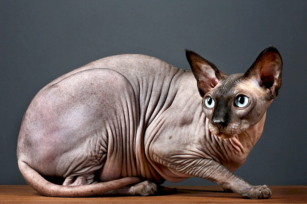 Sphynx-Katzenrasse