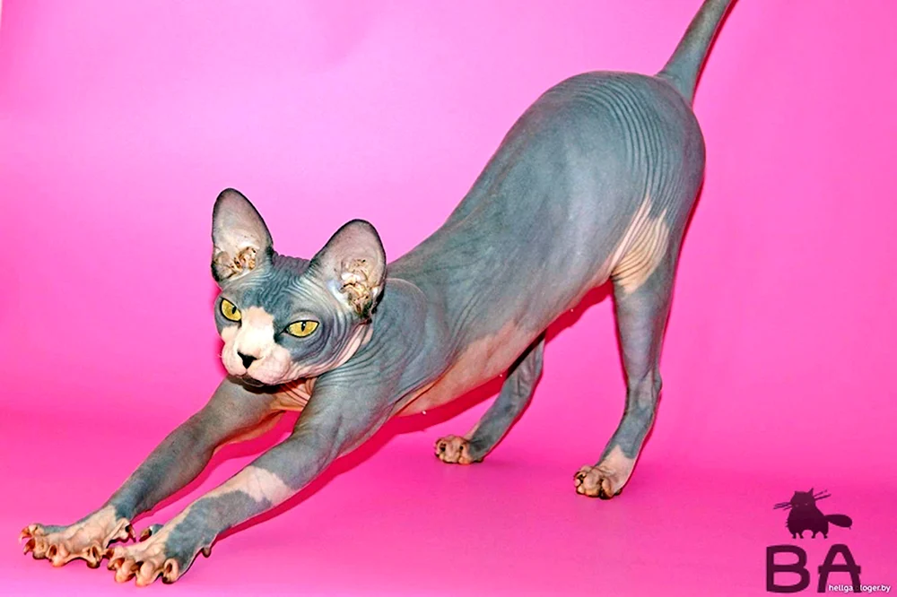 Sphynx-Katzenrasse