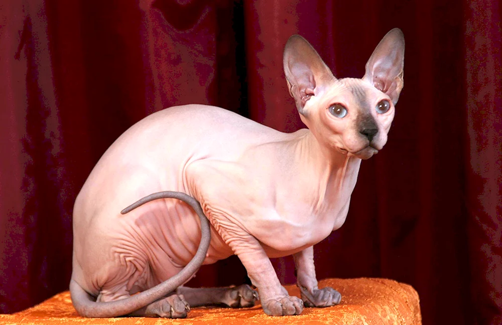 Sphynx-Katzenrasse