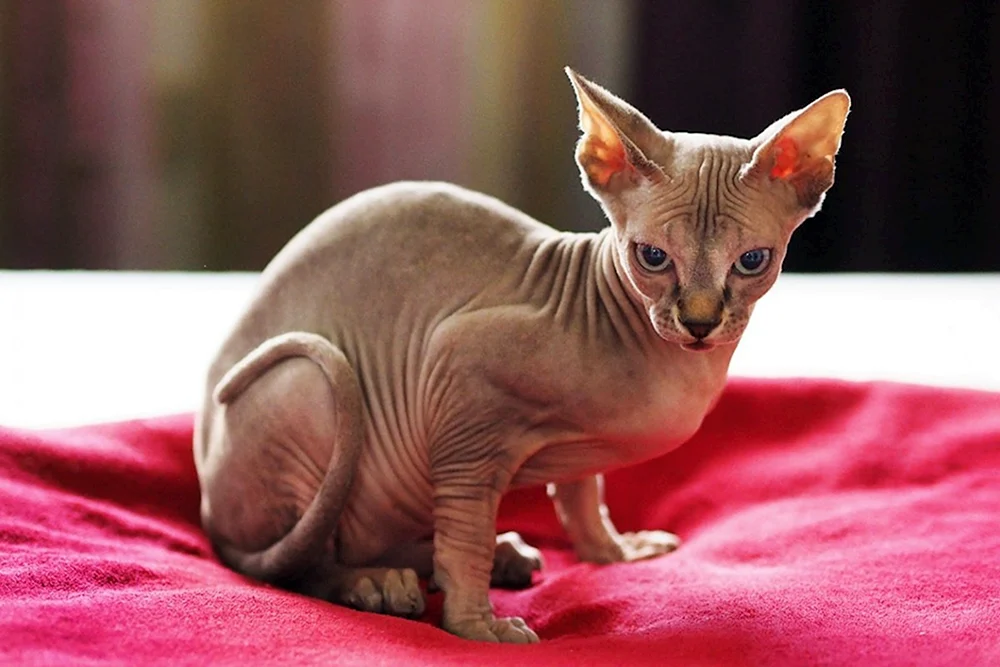 Donskoj Sphynx-Katze