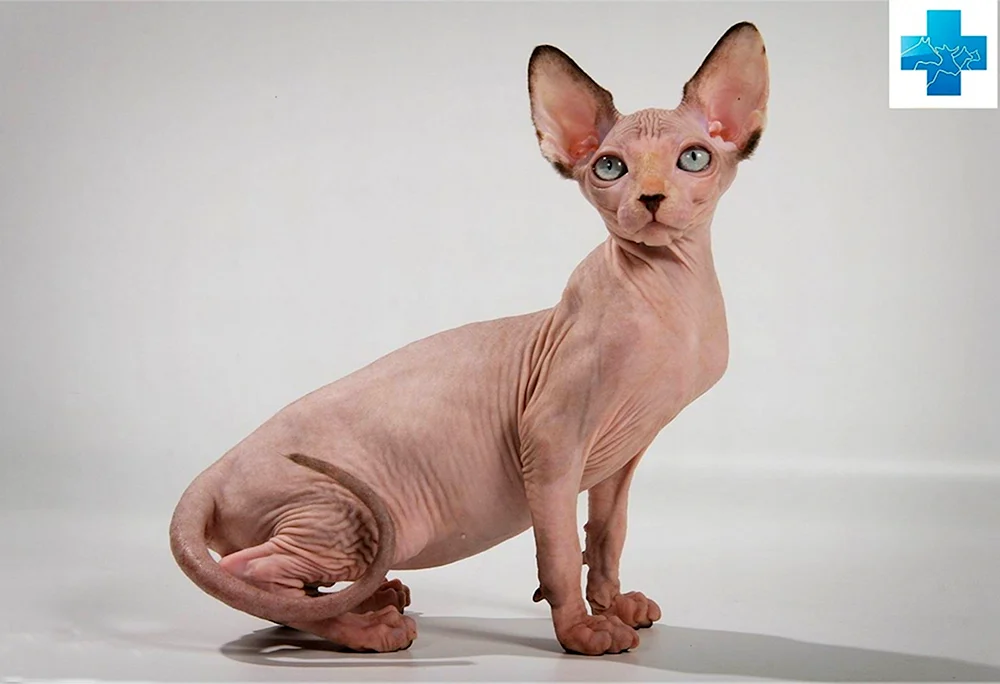 Sphynx-Katzenrasse