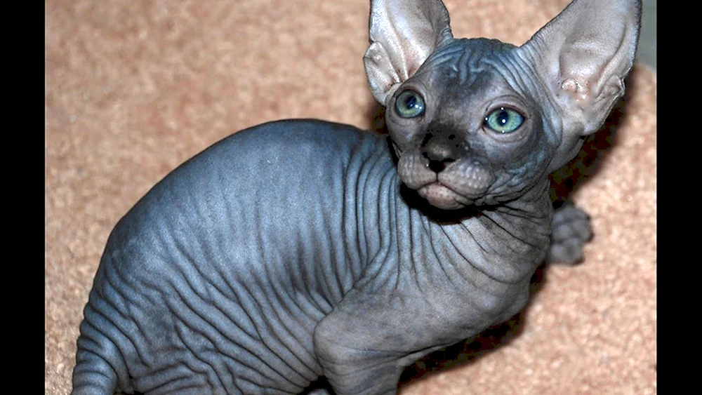 Sphynx Katzenrasse