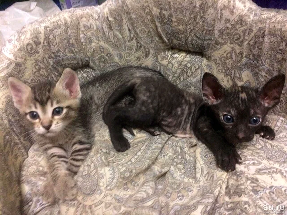 Don Sphynx BHs