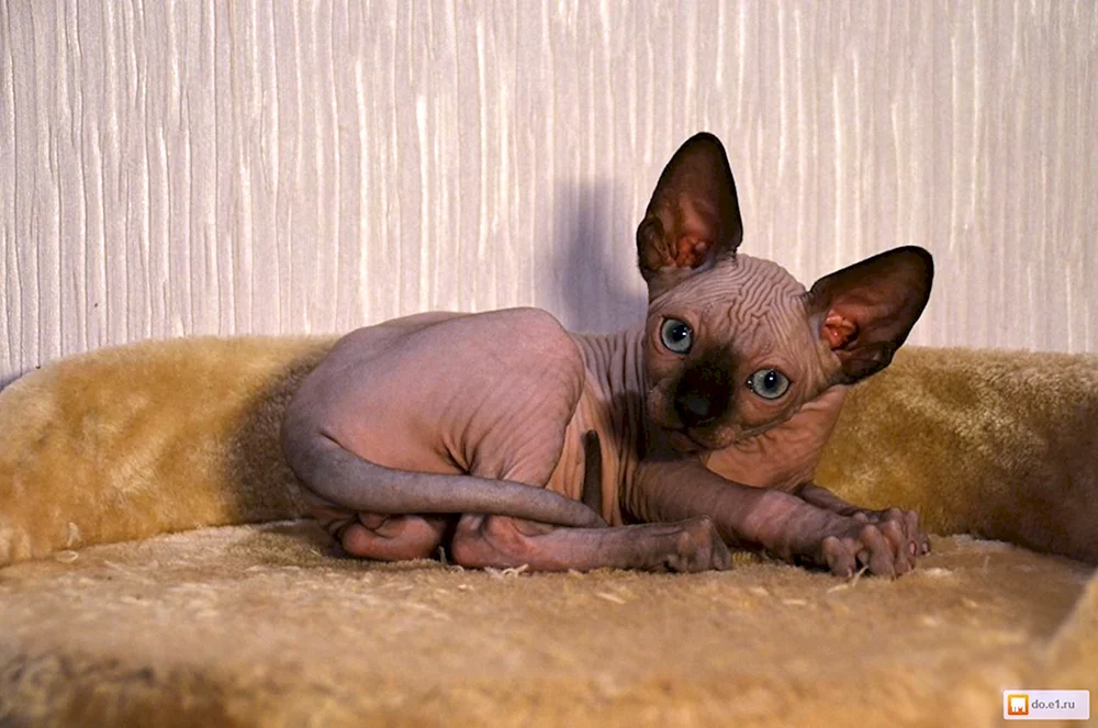 Sphynx mit Haar