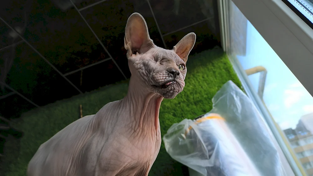 Sphynx Katze