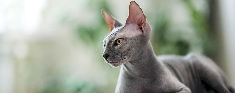 Kanadische Sphynx schwarz