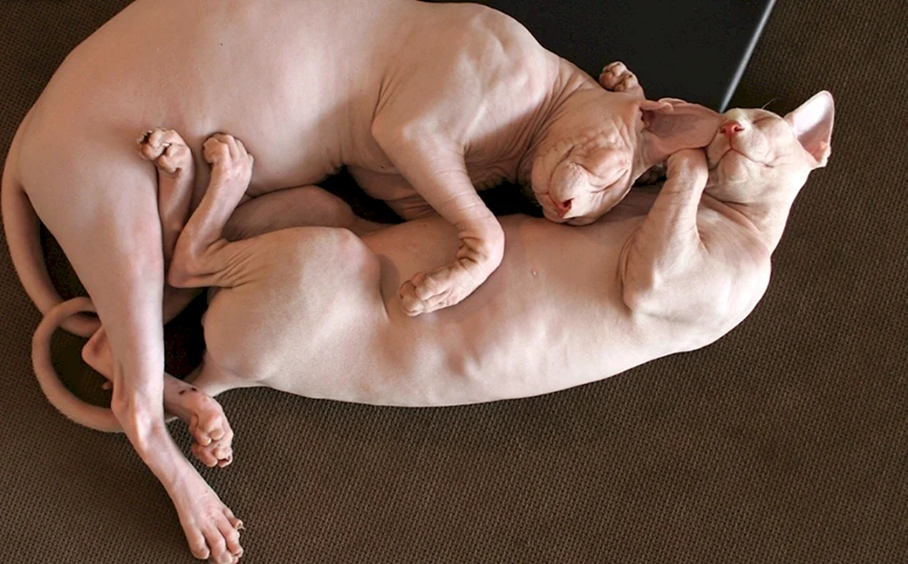 Don Sphynx