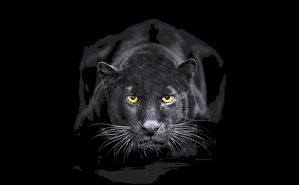 Schwarze Tapete
