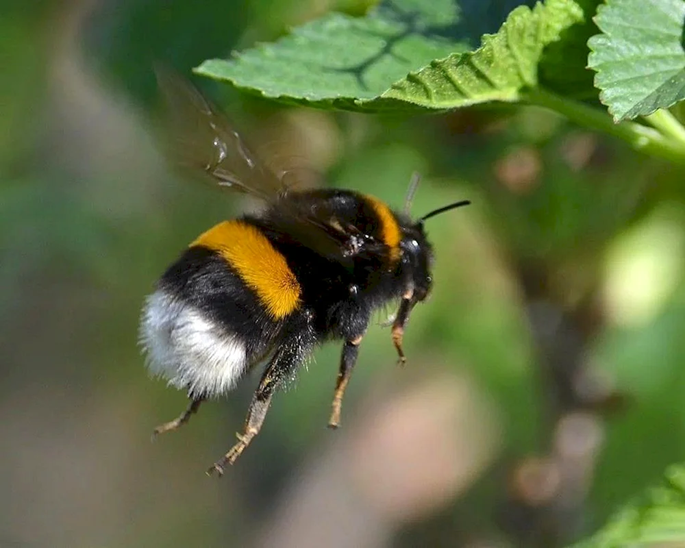 Saffronhummel