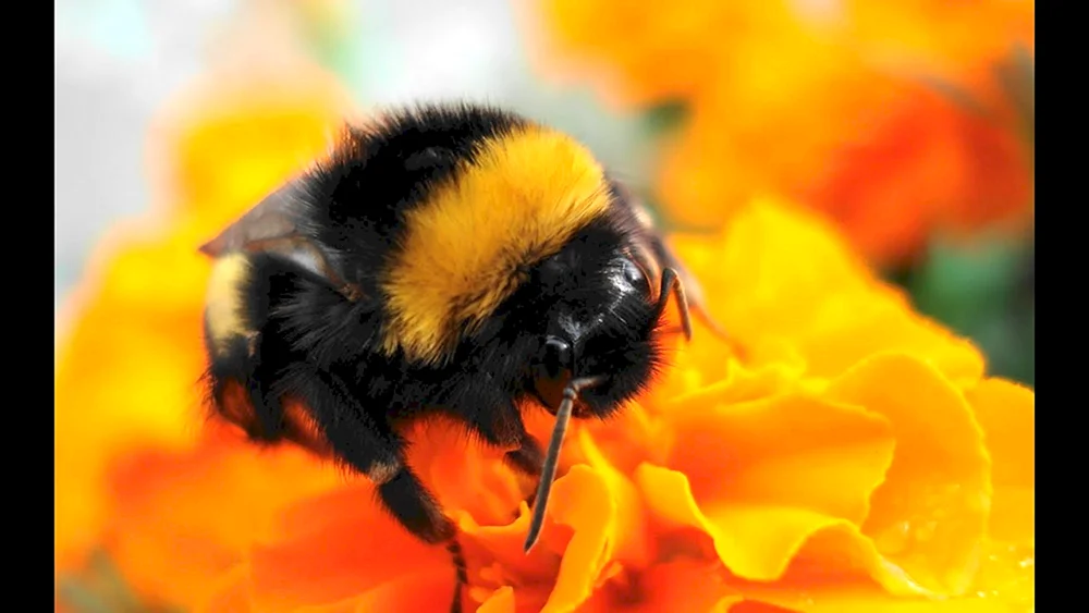 Armeniacus armeniacus - Bombus armeniacus